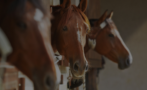 Equine & Animal Law